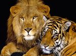  cat feline feral lion mammals mane nature photo real stripes tiger unknown_artist 