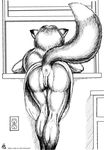  anus bent_over bottomless canine cirrel female fox presenting pussy raised_tail solo tail 