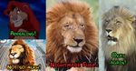  comparison disney feline lion male real simba the_lion_king 