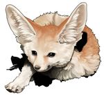  canine cute fennec feral fox mosho22 solo 