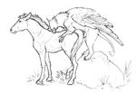  avian equine feral gryphon horse sex wings 