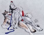  anal balls blotch canine canine_penis dog gay hands-free husky male penis 