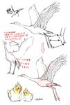  ? anatomy animal beak bird comparison feathers feet fishball flying foot how_to simple_background sketch translation_request wings 