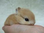  baby cute cute_poisoning feral hand lagomorph mammal photo rabbit real young 