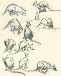  clair_weeks disney feral kangaroo marsupial sketch 