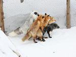  bisexual canine conga_line female feral fox furpile gangbang gay group male mantrain orgy photo real straight unknown_artist 
