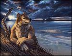  amber_hill anthro beach canine driftwood green_eyes male mammal seaside solo water watermark wolf 