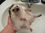  animal bath cute hand hedgehog human real sink soap 