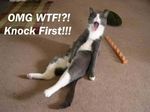  cat caught feline feral image_macro looking_at_viewer masturbation omg photo real solo surprise what 