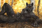  alpha amber_eyes animal_genitalia anthro arm_support autumn balls black_fur black_nose blotch canine canine_penis claws detailed_background fall forest fur leaves looking_at_viewer lying male mammal nude on_side outside penis penis_tip reclining sheath solo tree wolf yellow_eyes young 