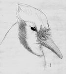  avian bird blue_jay feral plain_background solo unknown_artist white_background 