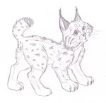  anus feline female feral invaderpichu lynx pussy raised_tail sketch solo tail 