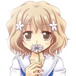  bad_id bad_pixiv_id blush brown_eyes brown_hair flower hair_flower hair_ornament hanasaku_iroha hinata_mirun lowres matsumae_ohana petals school_uniform serafuku short_hair solo 