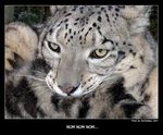  2007 cute daww feline nom omnomnom photo real snow_leopard tail tani_da_real 