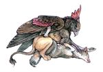  avian canine feral gryphon sex wings wolf 