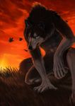  anthro blackpassion blue canine canis eyes grass grey leaves lupus male orange solo sunset white wind wolf 