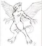  2008 avian breasts calypte feathers female gryphon nude pussy sketch solo wings 