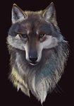  canine feral nio_nio portrait solo wolf 