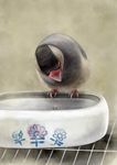  animal beak bird bowl claws flower kodama_(artist) no_humans water 