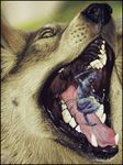  canine close-up gaping_maw head open_mouth photorealism star_(artist) teeth vore 