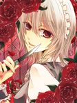  antiqua_c braid face flower izayoi_sakuya light_smile maid maid_headdress petals red_eyes red_flower red_rose rose rose_petals short_hair silver_hair solo touhou twin_braids 