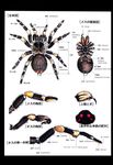  anatomy animal bluemarin_(pixiv280059) close-up no_humans science spider translation_request 