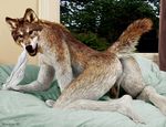  canine edit male mammal penis photo_manipulation photomorph real solo wolf wookiee_(artist) 