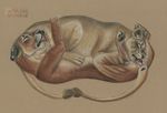  69 anus closed eyes eyes_closed feline female feral lesbian lion lioness mammal oral oral_sex saliva sex spera tongue 