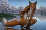  collaboration female fox kesame mammal myenia nude on_haunches outside pool realistic reflection solo sullivan washing water whiskers 