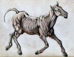  equine hooves horse pearleden solo 