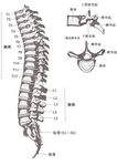  bone chinese_text dd-101 diagram educational informative skeleton spine the_more_you_know 