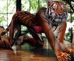  all_fours bikini feline female necklace photomorph photoshop pinup pose skimpy solo tiger worth1000 