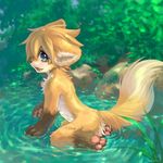  canine cute fox jeacn kneeling male pose solo water 
