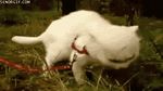  eating feline feral gif grass leash mammal reaction_image reaction_picture real unknown_artist what 