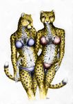  bikini cheetah clothed clothing duo feline female mammal plain_background skimpy swimsuit themightylepus white_background 