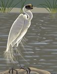  arabesque avian bird egret feral hybrid meerkat non-anthro solo water what 