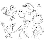  animal beak bird chicken feathers fishball monochrome no_humans parrot simple_background sketch walking wings 
