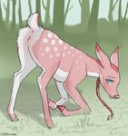  2008 anus ass_up cervine coonkun cub deer female feral hooves kneeling looking_at_viewer pink presenting pussy raised_tail solo tail 