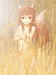  covering covering_self female horo nude ookami_to_koushinryou ookamimimi outside red_eyes sitting solo spice_and_wolf tail unknown_artist wheat wolf_ears young 