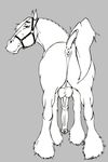  anus balls big_balls equine feral hooves horse horsecock klaus_doberman male penis solo 