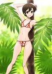  bangs bikini brown_eyes brown_hair cropped_legs crotchless female forest fujioka_haruhi highres joy_division leaf looking_at_viewer nature navel nippleless_clothes nippleless_clothing ouran_high_school_host_club outdoors outside pose short_hair solo swimsuit tree 