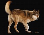  anatomically_correct canine canine_pussy ebon_lupus female feral photorealism pussy solo wolf 