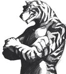  feline male muscles nude solo tiger vu06 