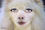  blond_fur blonde_hair blue_eyes canine dog hair photo 