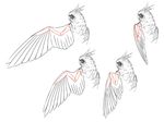  anatomy animal beak bird feathers fishball how_to no_humans simple_background sketch wings 
