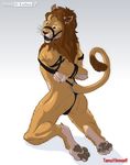  bdsm bondage bound exiles feline gag lion male mammal nude paws plain_background solo tamu white_background 