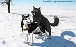  blue_eyes canine dog feral gay husk. husky malamute male malwolf mammal steele wolf 