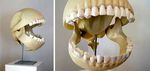  bones gaping_maw le_gentil_garcon male open_mouth pac-man real skeleton skull teeth video_games 