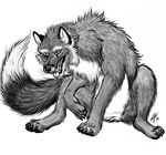  2009 canine feral fox sketch solo wyrrn 