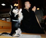  1boy asian bald comedy dog funny indoors japan lowres meditation monk what 